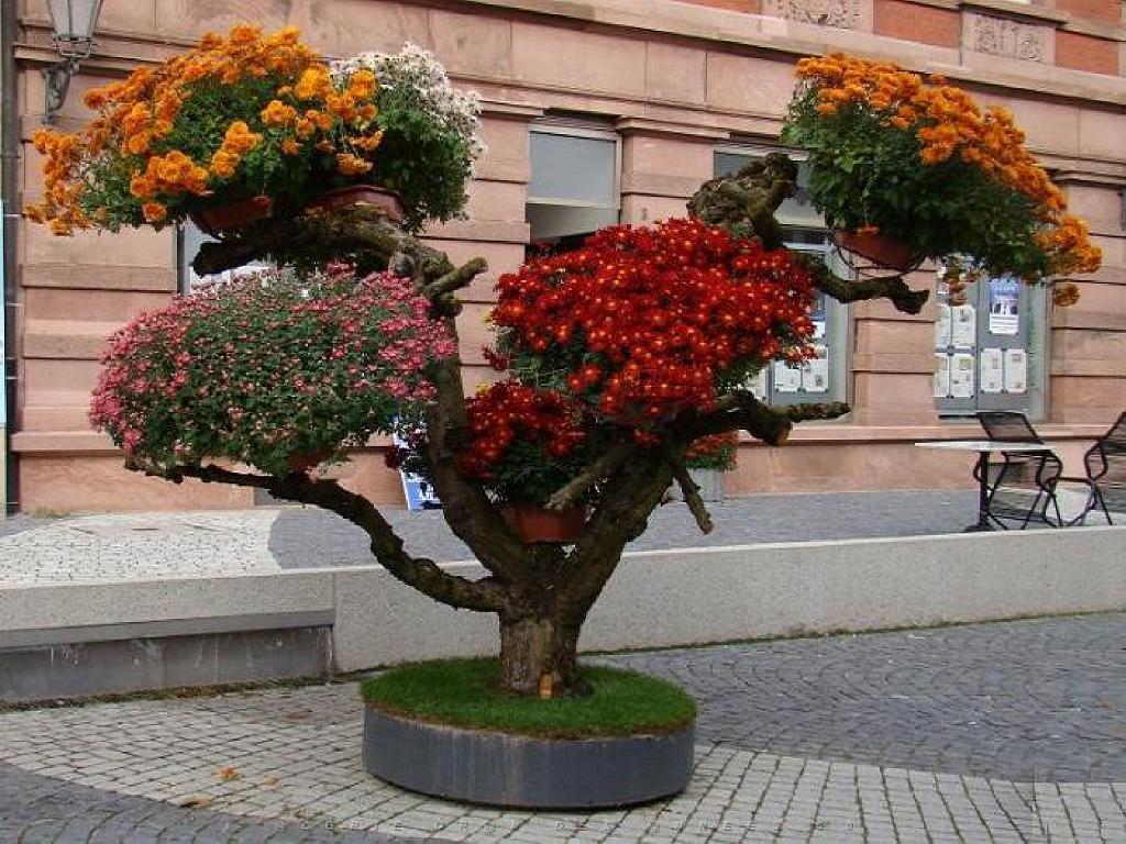 149 BONZAI A MAULEVRIER 2016_000017.jpg